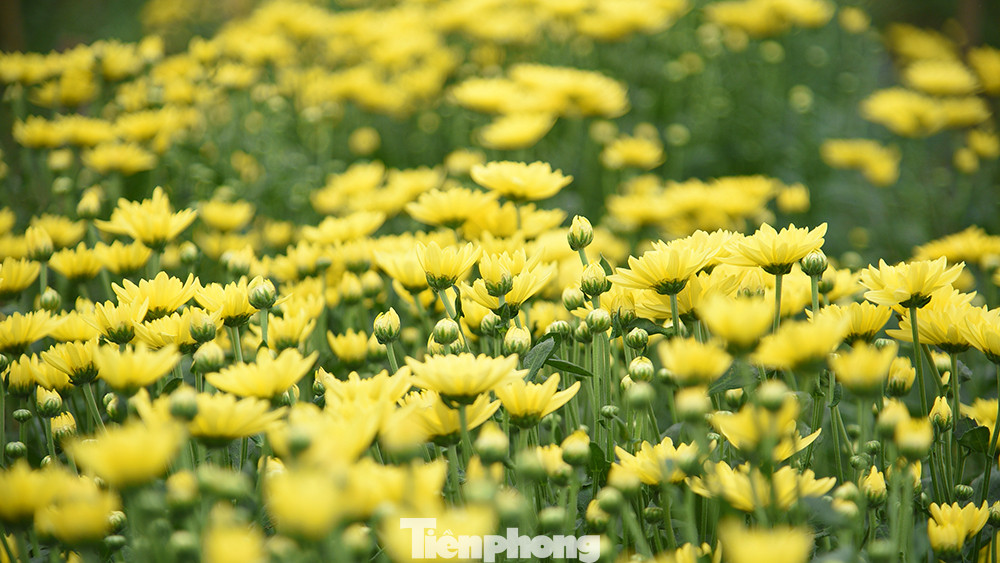 Hiện với tổng diện tích đất hơn 200ha trồng hoa, bao gồm các loại như: hoa cúc, hoa ly, hồng. Đây là những loại hoa được khách hàng chọn mua nhiều nhất vào rằm tháng Chạp và những ngày Tết Nguyên đán.