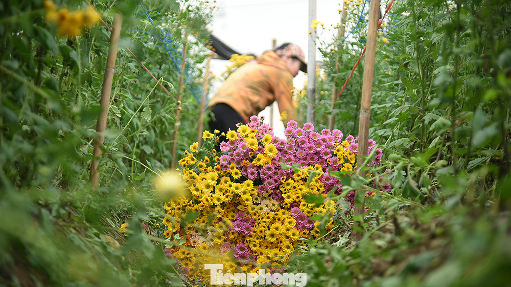 Nhiều tiểu thương đến mua trực tiếp tại vườn cho hay, mọi năm sẽ được chủ vườn vận chuyển vào tận nơi khi cần, nhưng năm nay khan hiếm nên họ phải vào tận vườn để gom.