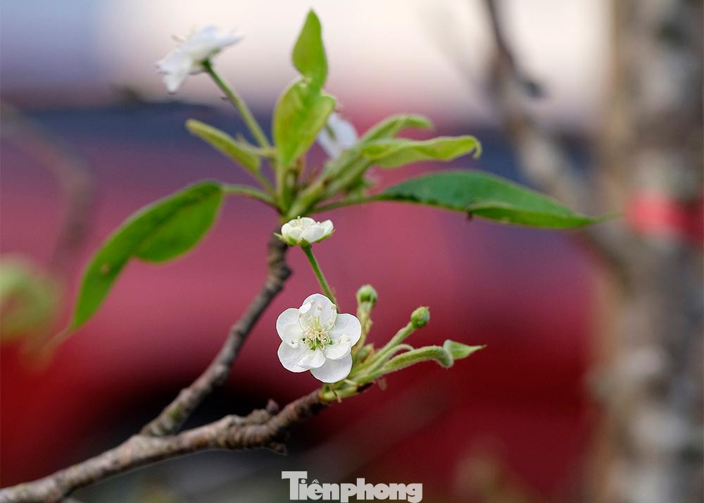 Theo kinh nghiệm của mình, ông Hưng cho biết: So với hoa đào, hoa lê thường lâu tàn và nở thành chùm lớn, do đó việc chọn mua hoa lê vào thời điểm này vừa thư thả lại vừa trưng được lâu.