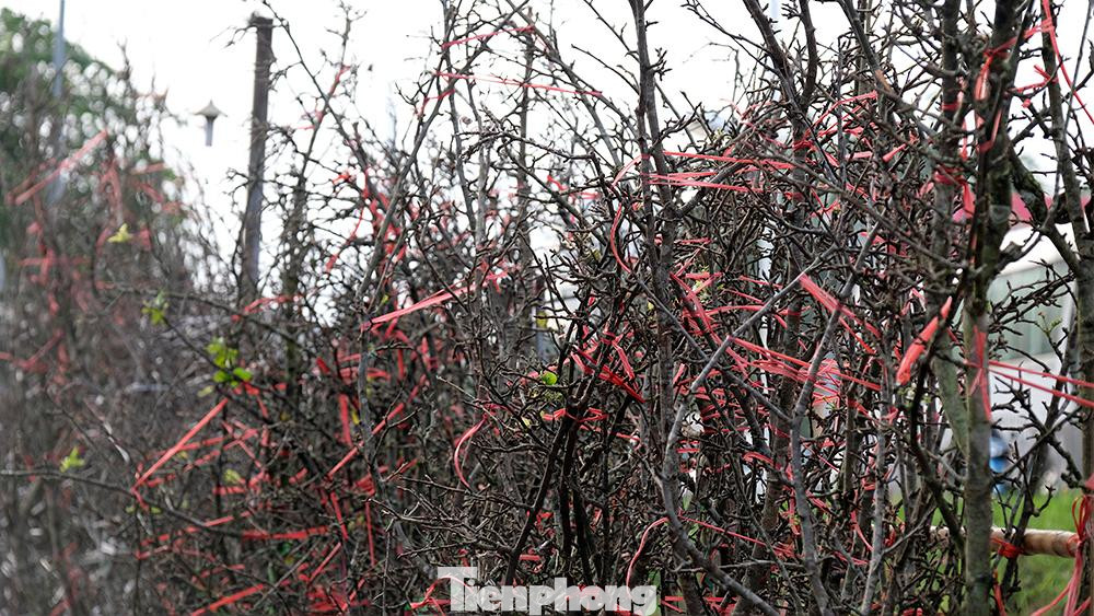 "Chơi hoa lê thì mình có thể cắm từ giờ đến tháng 12 âm, sau đó đến gần Tết lại chơi cành đào, nó thành một cái nếp chơi trước Tết 1 - 2 tháng. Mỗi thứ cây cảnh hoa vào nhà làm cho không khí, tinh thần, cuộc sống vui hơn", ông Bùi Tiến (quận ba Đình, Hà Nội), chia sẻ.