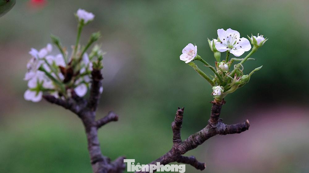 Đã thành thông lệ, nhiều năm nay, ông Nguyễn Hưng (quận Hai Bà Trưng, Hà Nội) thường có thói quen đi ngắm và chọn mua hoa chơi Tết từ sớm.