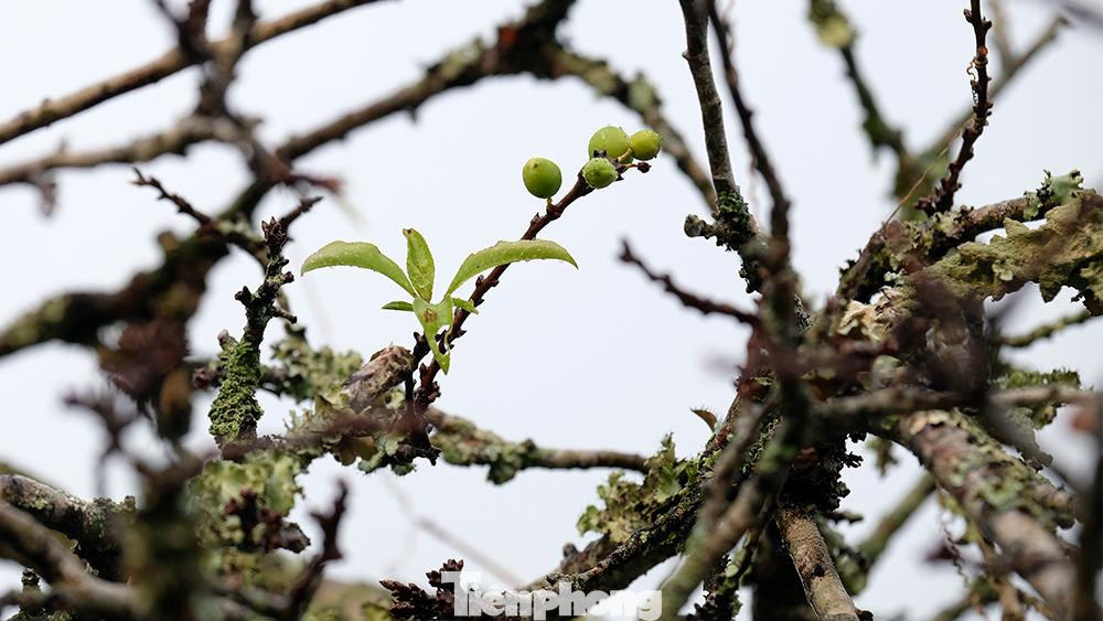 "Cành kia mọi năm phải 1,5 đến 1,7 triệu, năm nay còn có 1 triệu cả công chở về nhà. Không biết là tháng tới bán thế nào, chứ bán 1 tháng rồi thấy chậm lắm. Bao giờ phải bán vãn thì mới dám lấy tiếp. Năm ngoái, năm kia, một lúc có thể lấy 4 xe được, năm nay chỉ lấy 1 xe một thôi", ông Đào Xuân Vụ, tiểu thương tỉnh Bắc Giang vừa trao đổi với phóng viên vừa chỉ tay về một cành hoa lớn gần đó.