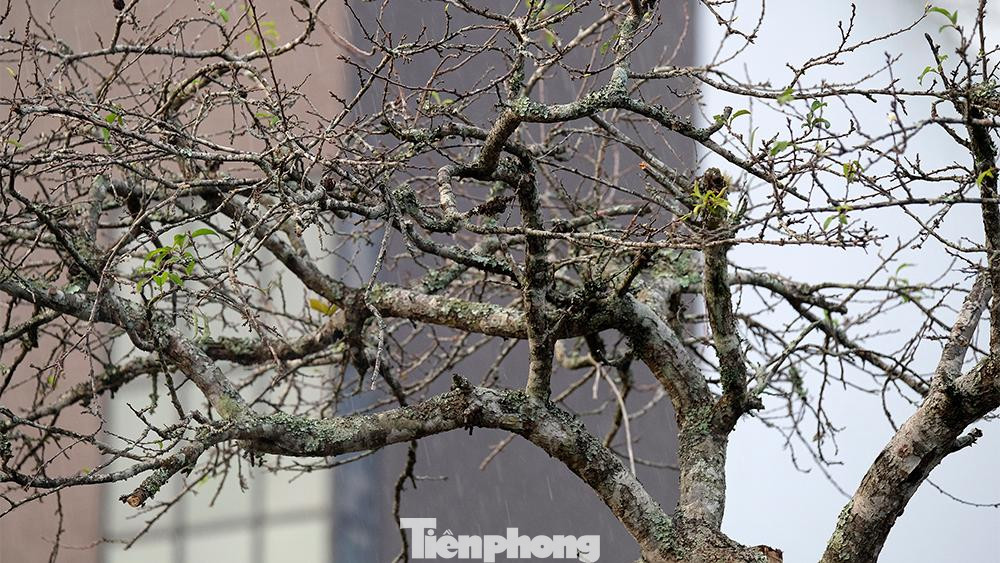 Một số tiểu thương tại chợ hoa Quảng An cho biết, những cành hoa rừng này được đưa từ các tỉnh miền núi phía Bắc như: Lạng Sơn, Lào Cai, Hà Giang, Bắc Giang… về Thủ đô. Giá mỗi cành hoa dao động từ vài trăm đến vài triệu đồng, tùy thuộc vào độ to nhỏ, dáng thế khác nhau.