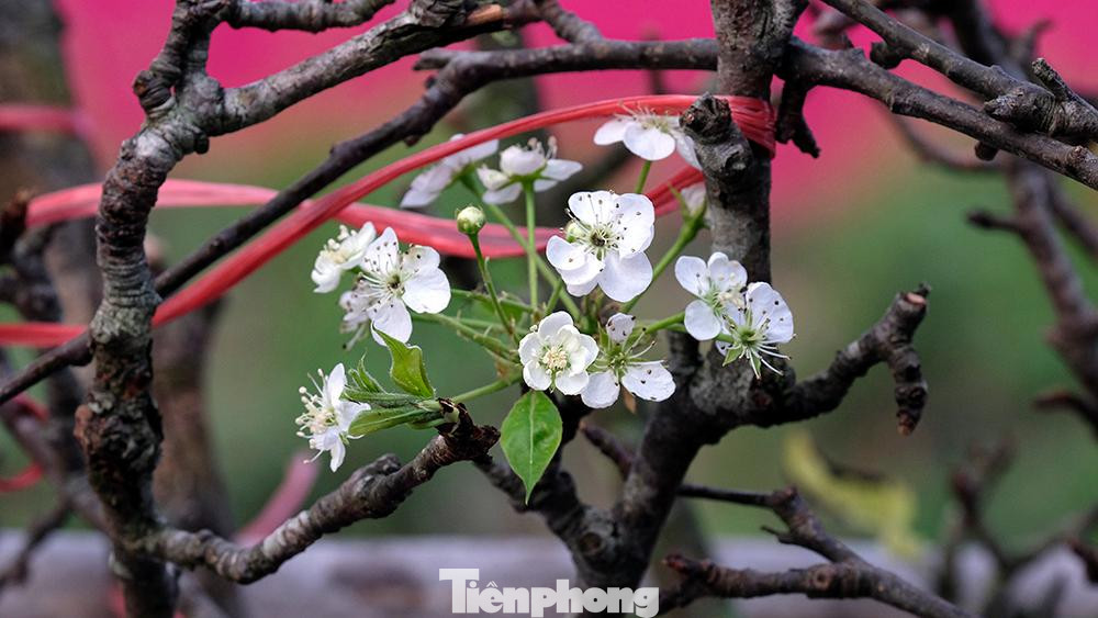 Những ngày này, người dân Hà Nội khi đi qua khu vực chợ hoa Quảng An (quận Tây Hồ) sẽ bị thu hút bởi sắc trắng tinh khôi của những cành hoa lê hay hoa mận bung nở đón nắng.