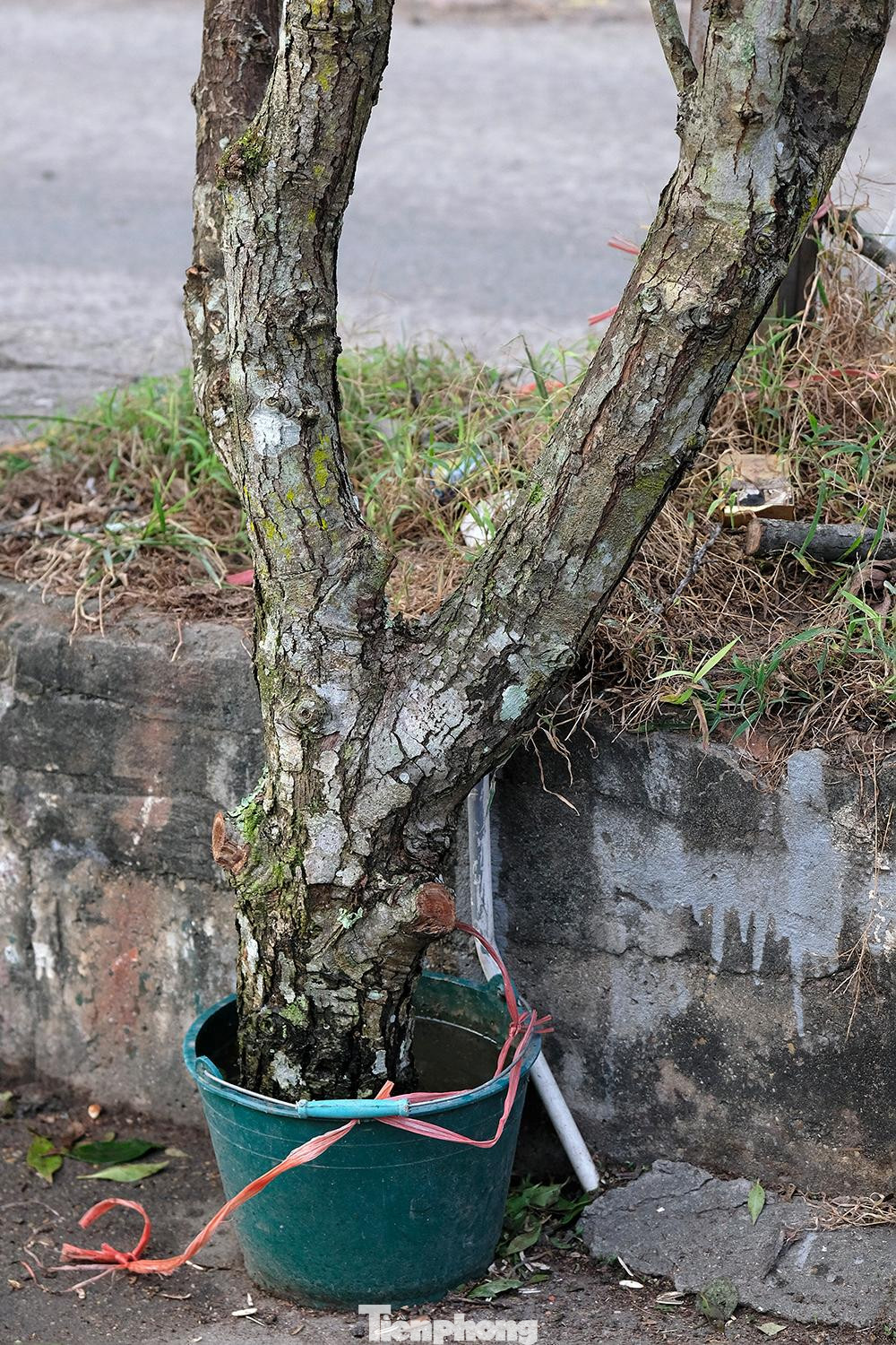 Những cành cây với đường kính lớn luôn kén chọn người chơi bởi cần không gian thích hợp để trưng.