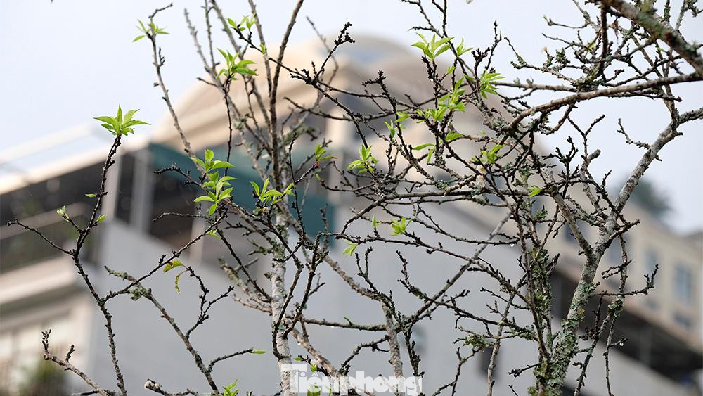 Dù ít hay nhiều, những cành hoa báo hiệu một mùa Xuân mới sẽ ngày càng ngập tràn hơn bởi chỉ còn hơn một tháng tới là đến Tết Dương lịch 2023, Tết Nguyên đán và những bông hoa mới chớm nở này đang khiến không khí Tết dần len lỏi vào từng con phố của Thủ đô.