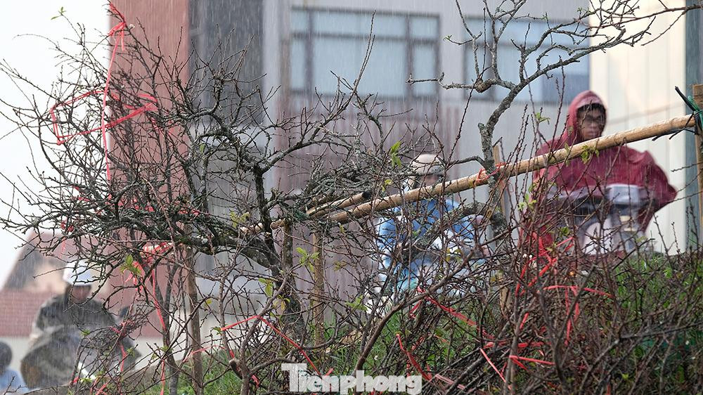 Những cành hoa mận, hoa lê tràn ngập bờ đê.