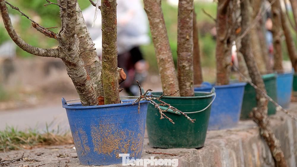 Mặc dù một số khách đã tới mua hoa về chơi sớm, tuy nhiên so với mọi năm, lượng tiêu thụ đang có phần chậm hơn nên những tiểu thương như ông Vụ (tỉnh Bắc Giang) đang vừa bán vừa tính toán cho những ngày giáp Tết sắp tới.