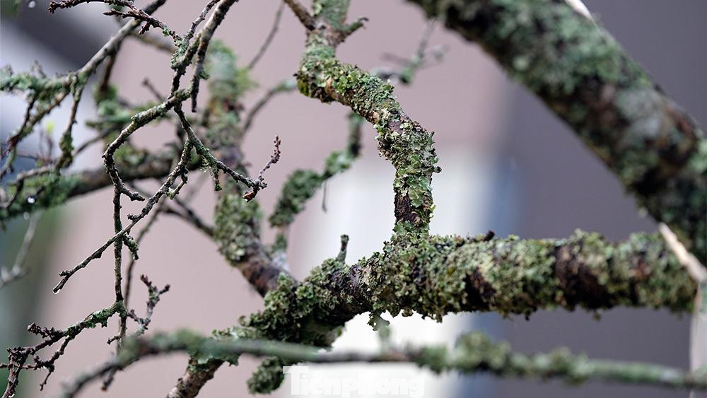 Những cành hoa đậm chất núi rừng Tây Bắc với rêu phong phủ kín nhành cây.