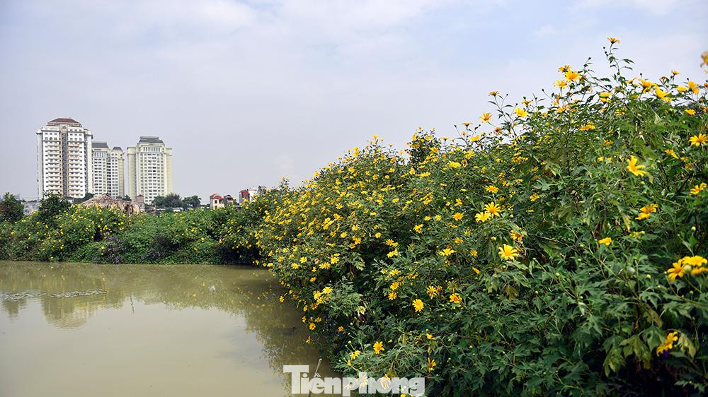 Cách đây vài năm, vườn hoa tại ngõ 408 đường Xuân Đỉnh chỉ có hơn chục cây hoa dã quỳ (được một người làm vườn mang về từ Vườn quốc gia Ba Vì), giờ đây chủ vườn đã nhân ra hàng trăm gốc hoa sinh trưởng tươi tốt.