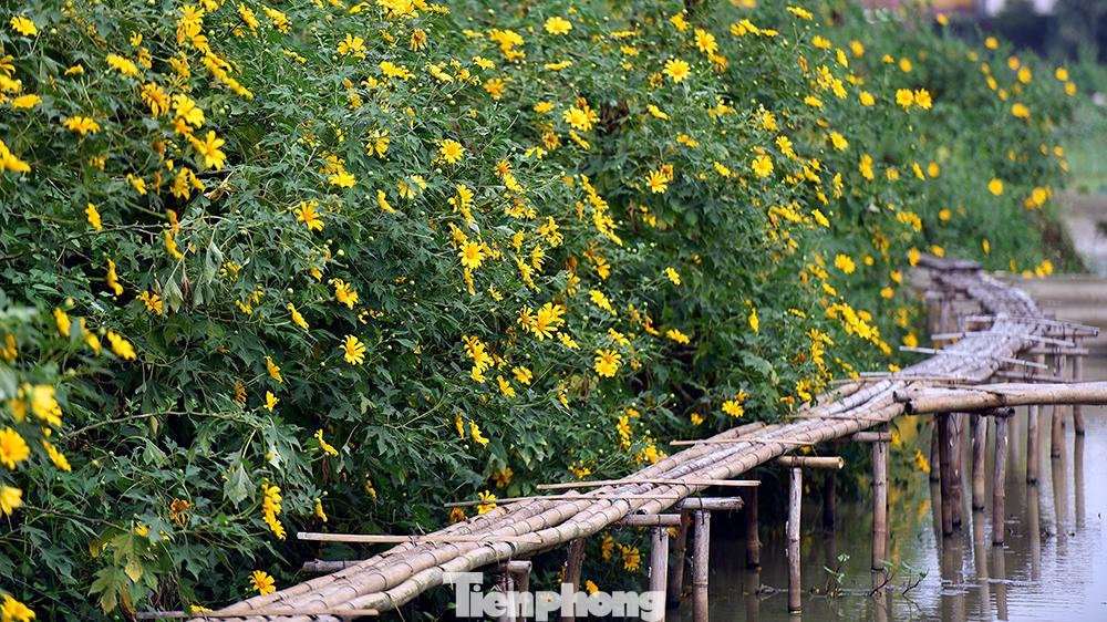 Vườn hoa dã quỳ tại phường Xuân Đỉnh (quận Bắc Từ Liêm, Hà Nội), được ví như một Đà Lạt thu nhỏ giữa lòng Thủ đô.