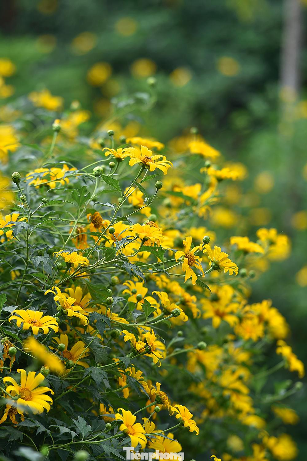 Để vào đây thăm quan, chụp ảnh. Mỗi du khách phải bỏ ra 50 nghìn đồng mua vé. Vườn mở cửa từ 6 giờ 30 phút đến 19 giờ hàng ngày.