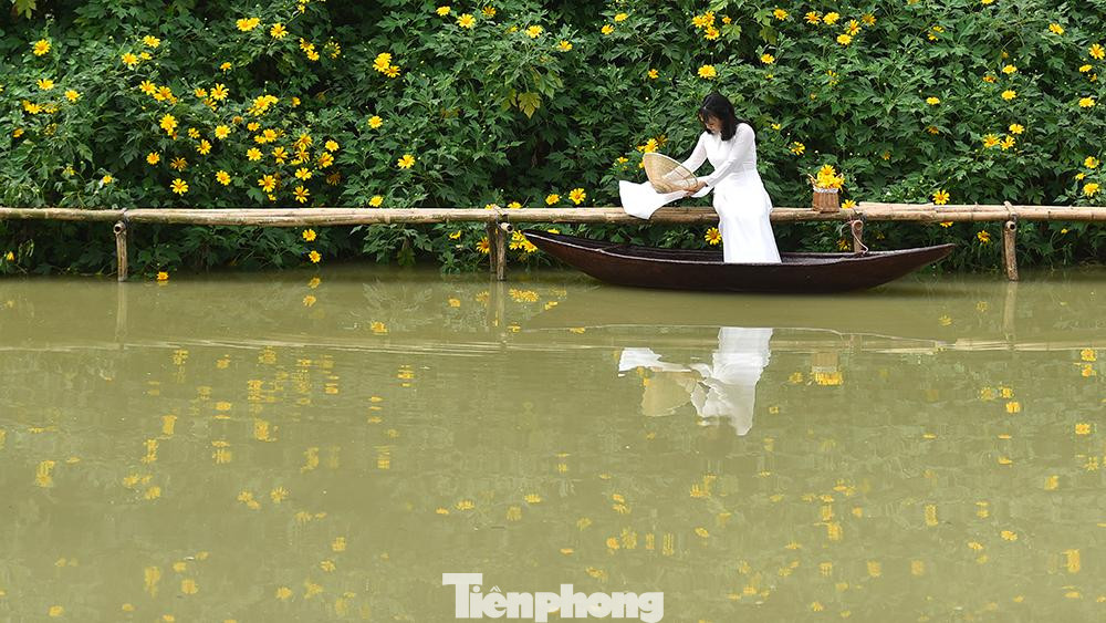 "Cả khu vực này trước kia vốn để trồng sen tuy nhiên nhiều năm trước tôi nảy ra ý tưởng trồng hoa dã quỳ đan xen vào những tháng cuối năm, khi hoa sen đã tàn". Anh Dương Văn Đạt - chủ nhân đầm sen Xuân Đỉnh chia sẻ.