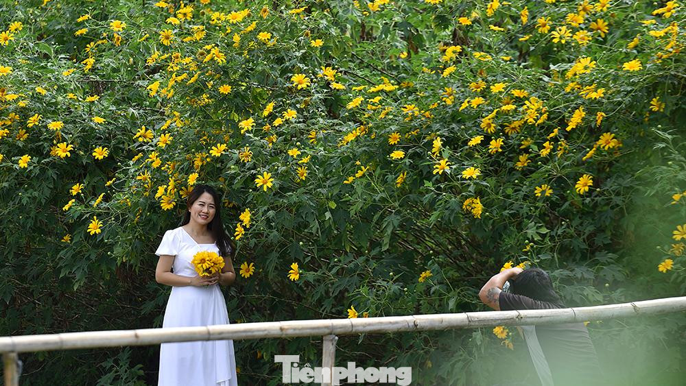 Dã quỳ nở vàng rực một vùng đầm nước được bao bọc bởi một số tòa nhà chung cư, khiến nhiều du khách thích thú khi đến đây tham quan, chụp hình.