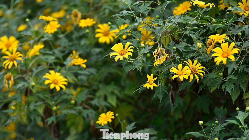 Hoa dã quỳ còn được biết đến với nhiều tên gọi khác như cúc quỳ hay hướng dương dại; thời điểm hoa nở là dấu hiệu của mùa Đông đang đến gần. Thời gian hoa nở rộ khoảng từ 2 - 3 tuần.