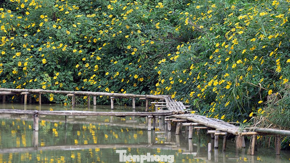 Cảnh đẹp như tranh tại vườn hoa dã quỳ nở vàng rực giữa lòng Hà Nội.