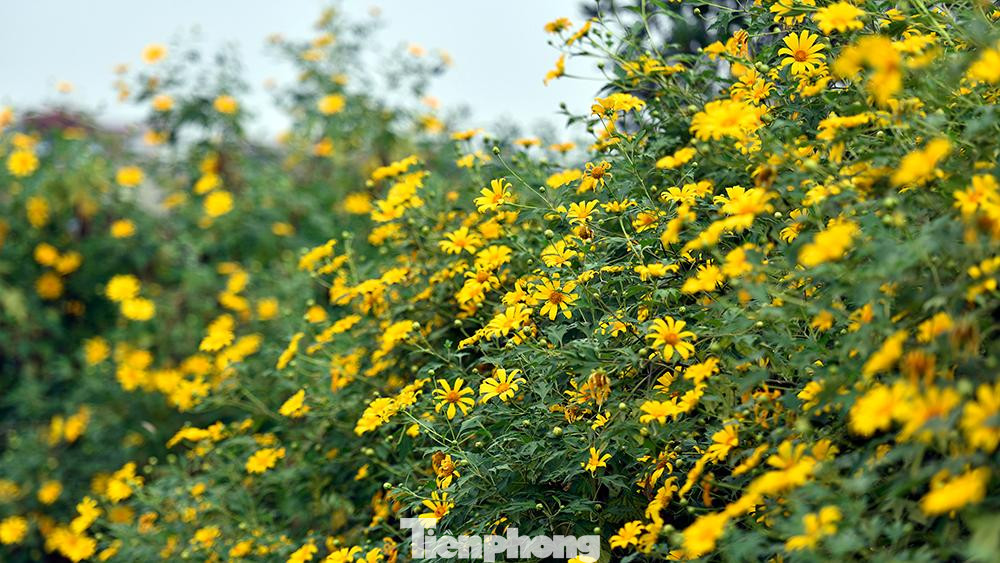 Hoa dã quỳ bung nở đón nắng đông.