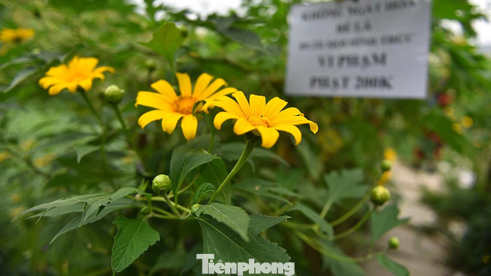 Một số tấm bảng cấm hái hoa, bẻ cành để hạn chế những người bẻ cả cành hoa tạo dáng chụp ảnh.