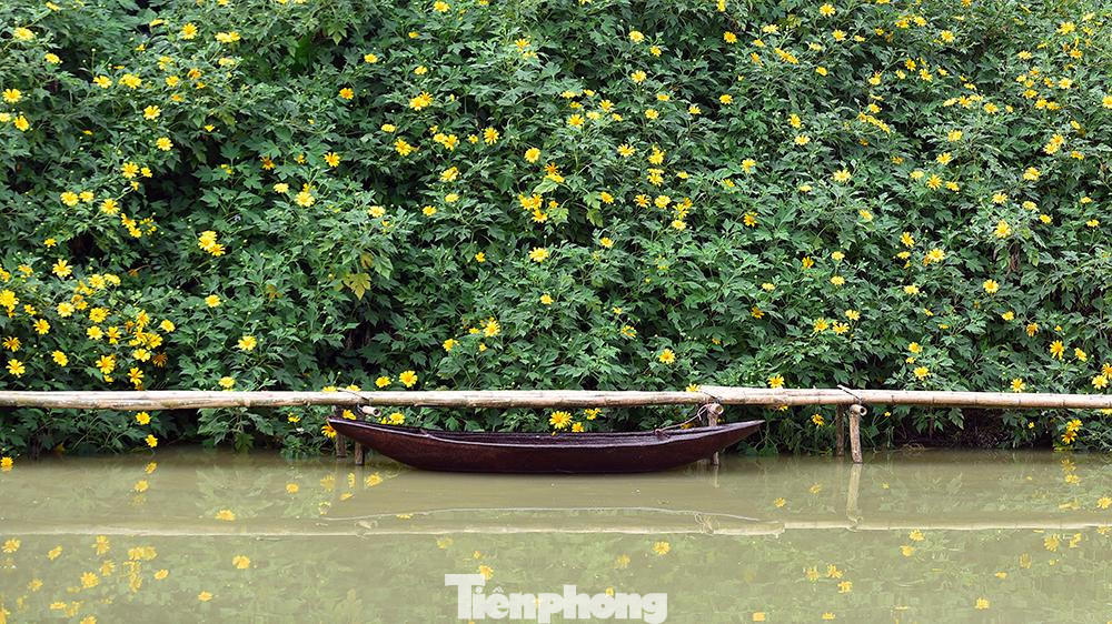 Dã quỳ thường có 3 loại: Hoa dã quỳ vàng, hoa dã quỳ đỏ và hoa dã quỳ trắng. Tuy nhiên, hoa dã quỳ trắng và đỏ rất hiếm, còn hoa màu vàng có mặt ở khắp mọi nơi.