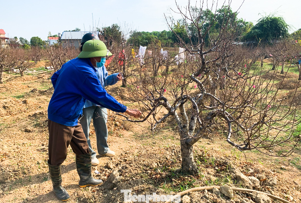 Không chỉ chăm cây đón vụ tết, các chủ vườn đào còn mở cửa cho khách tham quan. Không chỉ chăm cây đón vụ tết, các chủ vườn đào còn mở cửa cho khách tham quan.