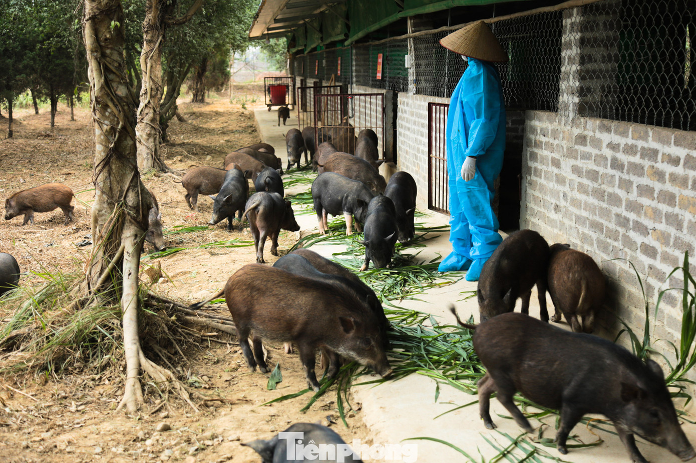Đàn lợn đen được chăn nuôi thủ công. Đàn lợn đen được chăn nuôi thủ công.