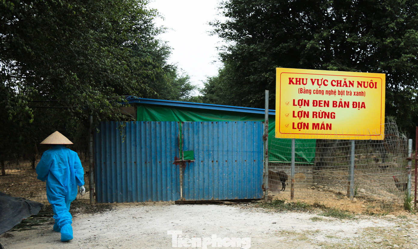 Khu chuồng trại chăn nuôi lợn sử dụng bột trà xanh của gia đình anh Dũng. Ảnh: Hân Nguyễn. Khu chuồng trại chăn nuôi lợn sử dụng bột trà xanh của gia đình anh Dũng. Ảnh: Hân Nguyễn.