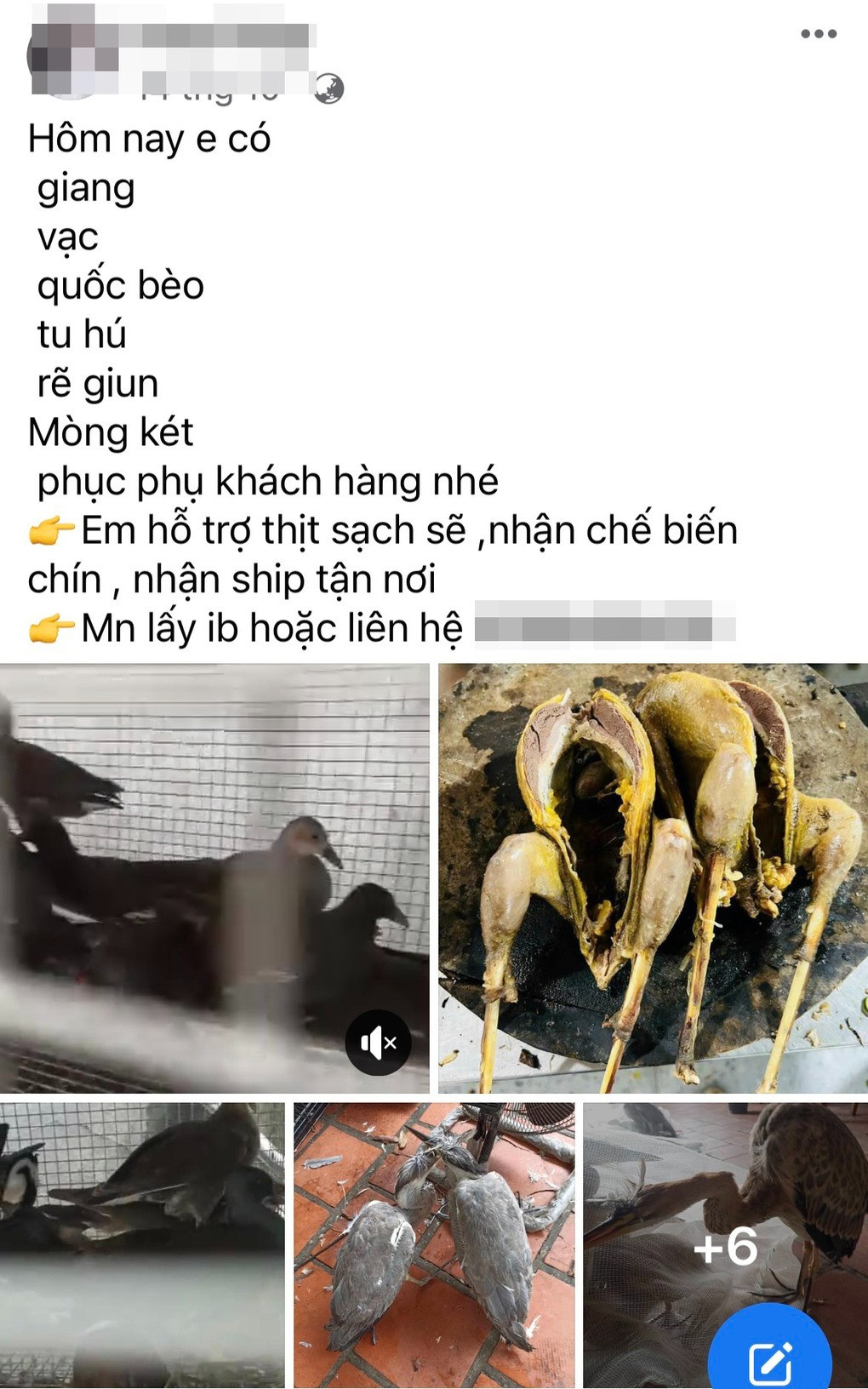 Nhan nhản các bài viết bán chim trời trên chợ mạng (Ảnh chụp màn hình).