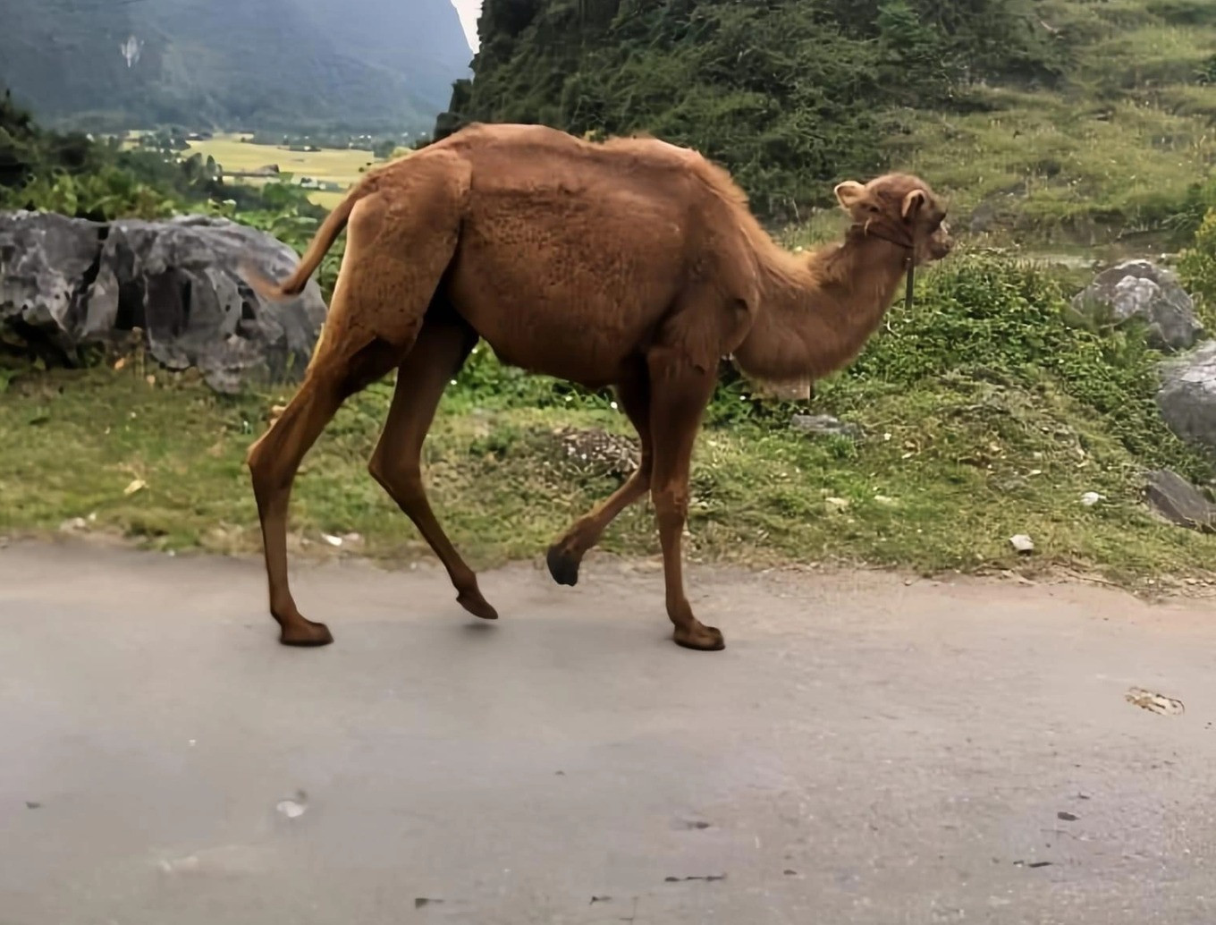 Một trong hai con lạc đà được phát hiện ở khu biên giới cách đây nửa năm, Ảnh: Dân trí. Một trong hai con lạc đà được phát hiện ở khu biên giới cách đây nửa năm, Ảnh: Dân trí.