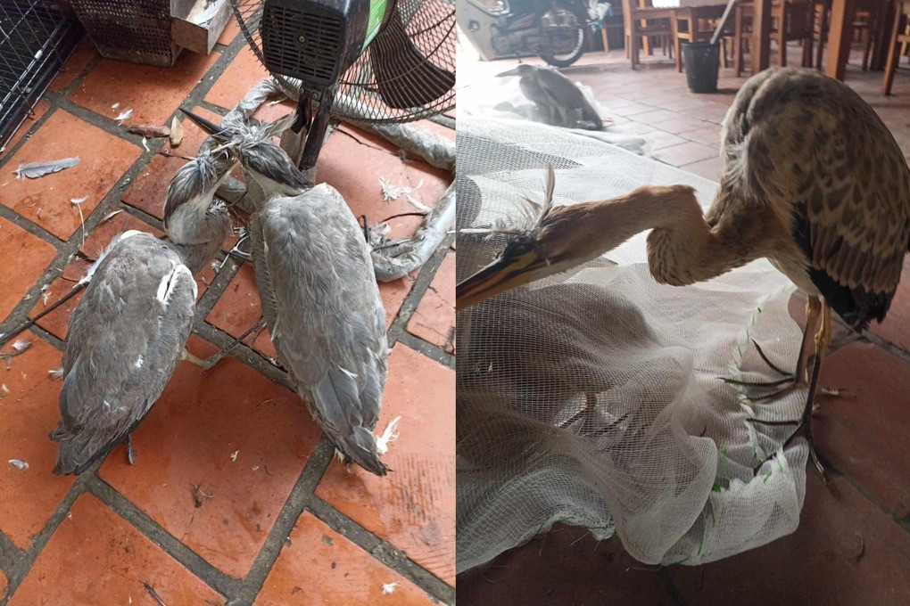 Các loại chim hoang dã T. đăng bán (Ảnh: H. T).