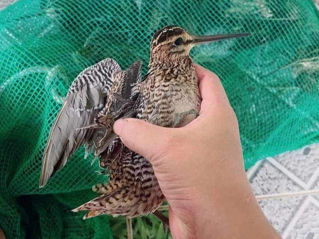 Đ. nói chỉ thu mua chim rừng còn sống (Ảnh: NVCC).