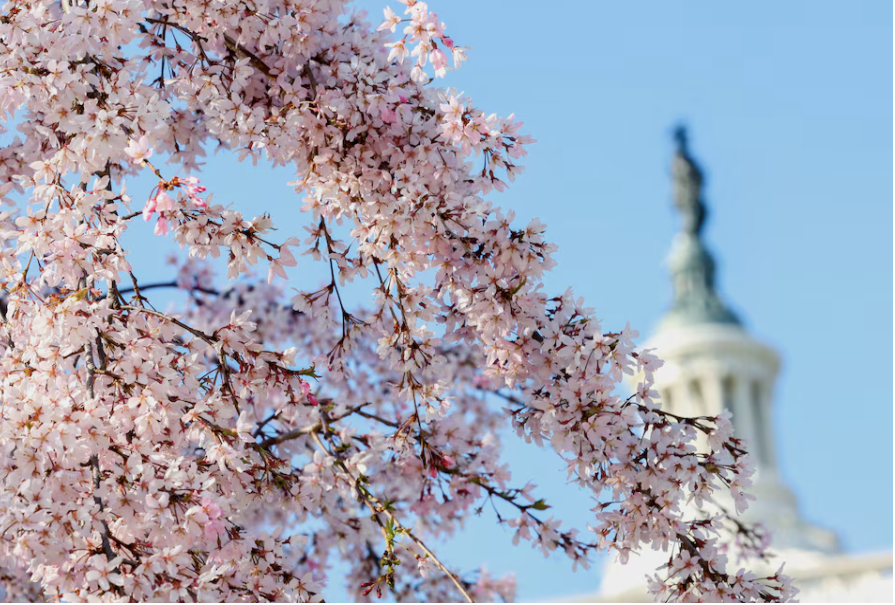 Hoa anh đào nở gần trụ sở Quốc hội Mỹ. (Ảnh: Reuters) Hoa anh đào nở gần trụ sở Quốc hội Mỹ. (Ảnh: Reuters)