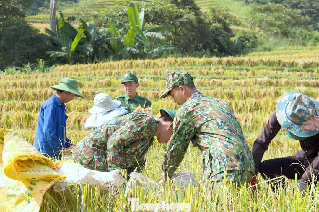 Tích cực giúp dân thu hoạch mùa màng Tích cực giúp dân thu hoạch mùa màng