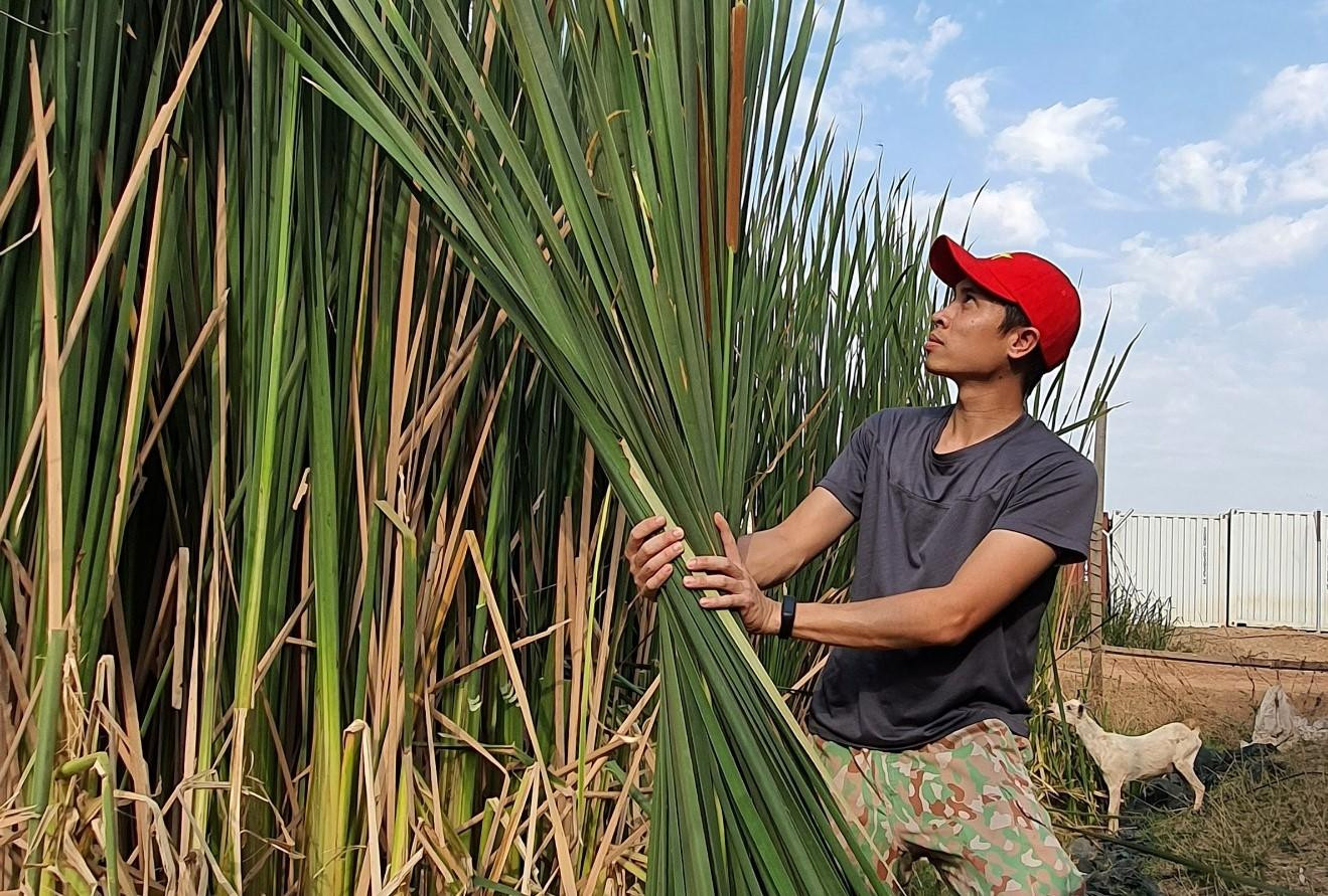 Dùng cây "bồn bồn" Châu Phi để làm dây gói bánh Dùng cây "bồn bồn" Châu Phi để làm dây gói bánh