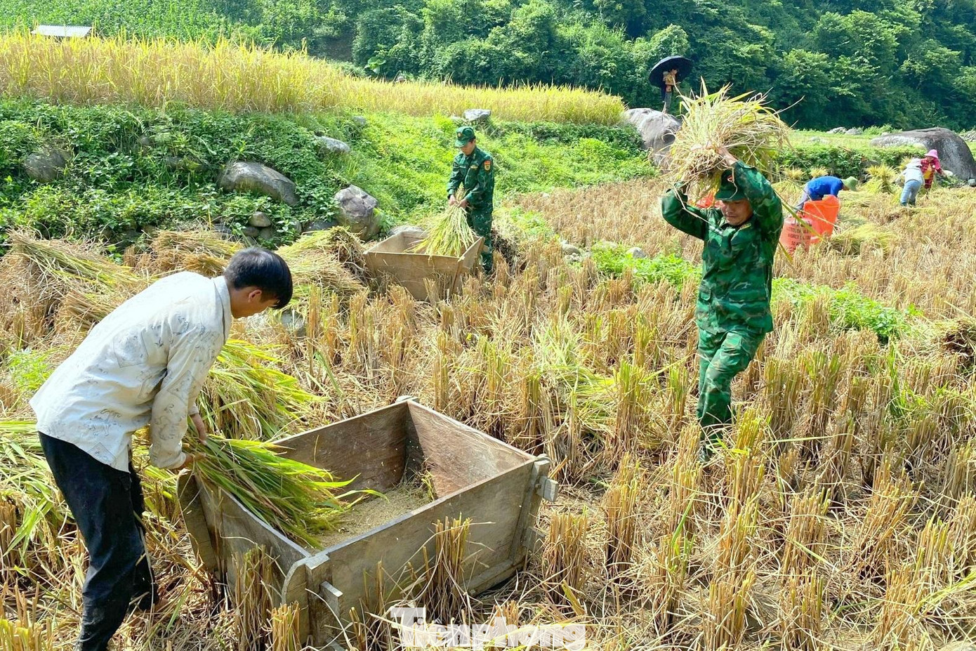 Cán bộ, ĐVTN Biên phòng Lai Châu gặt lúa giúp dân Cán bộ, ĐVTN Biên phòng Lai Châu gặt lúa giúp dân