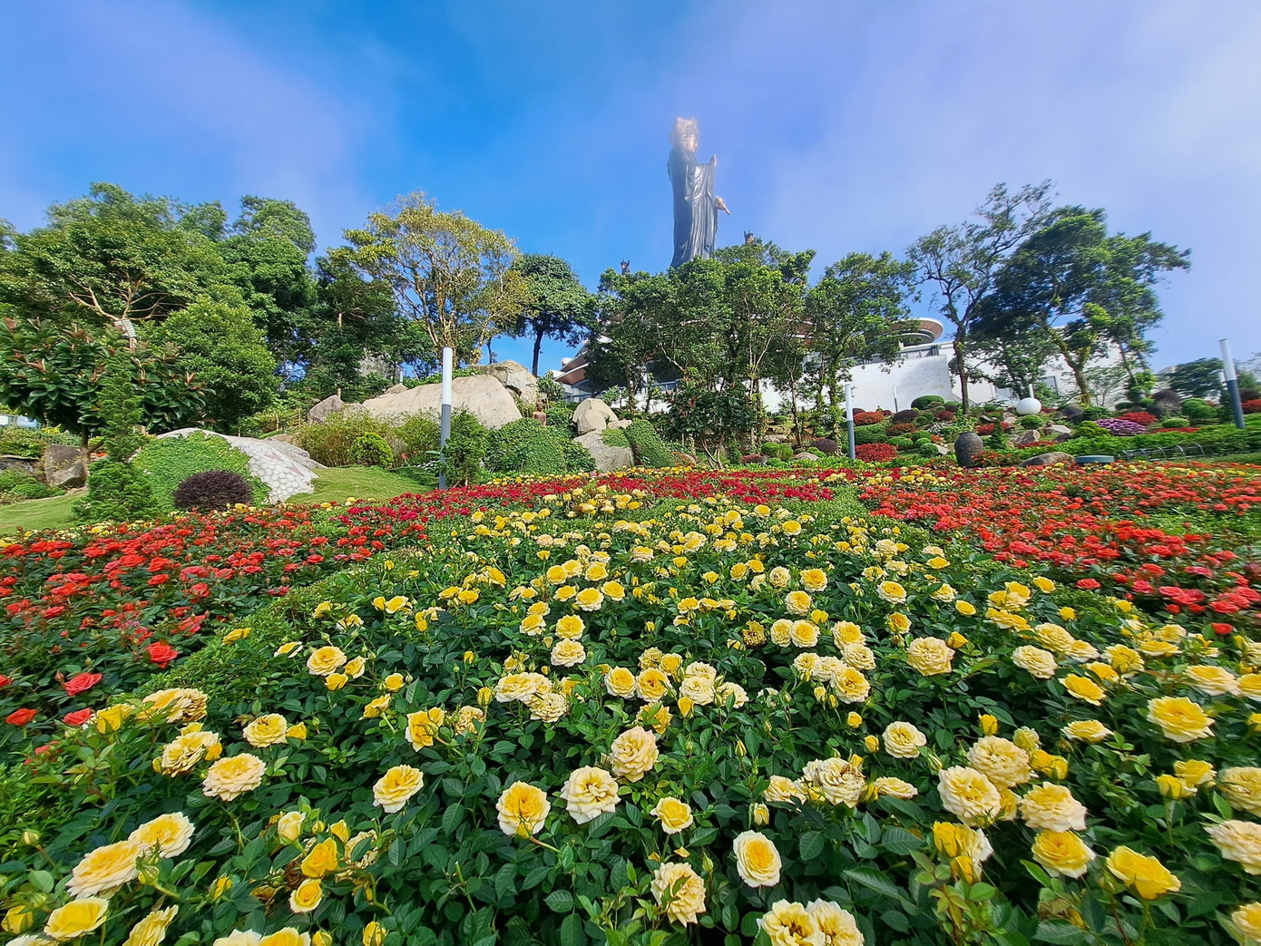 Hoa trên đỉnh núi Bà Đen