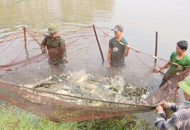 Nông dân ven biển Thái Bình thu hoạch thủy sản.