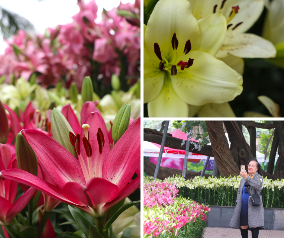 Lễ hội tổ chức giúp quảng bá cho người trồng hoa Việt Nam và đóng góp cho Nhân dân Hà Nội cùng các vùng lân cận thêm một điểm vui chơi đẹp và ý nghĩa.