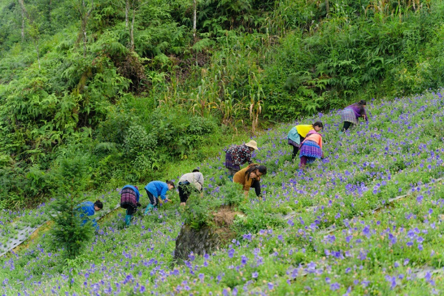 Cát cánh dược liệu trở thành cây trồng chủ lực ở Bắc Hà với cách thức canh tác kỹ thuật cao theo tiêu chuẩn quốc tế Cát cánh dược liệu trở thành cây trồng chủ lực ở Bắc Hà với cách thức canh tác kỹ thuật cao theo tiêu chuẩn quốc tế