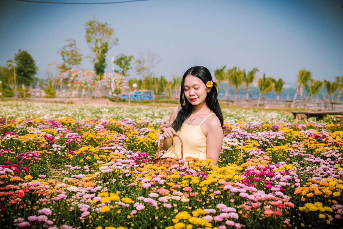 Cánh đồng hoa bất tận tại Thanh Thủy Camping đang độ nở rộ đẹp nhất để hội chị em có những bức hình đẹp