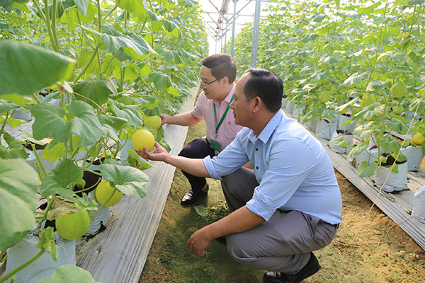 Mô hình nhà lưới của HTX Dịch vụ tổng hợp nông nghiệp Nghi Trung (huyện Nghi Lộc)