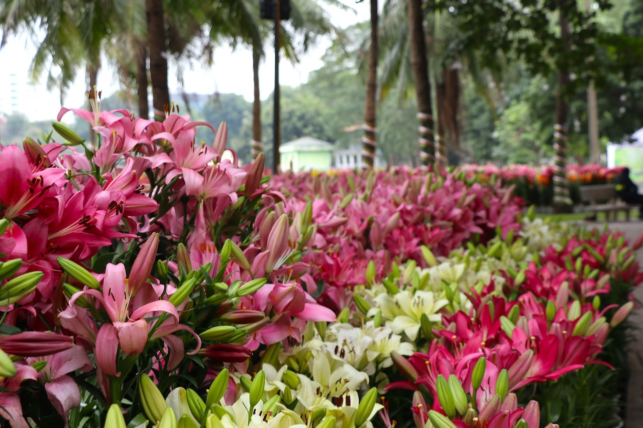 Hơn 60.000 gốc hoa được trưng bày tại Lễ hội cho người dân tham quan