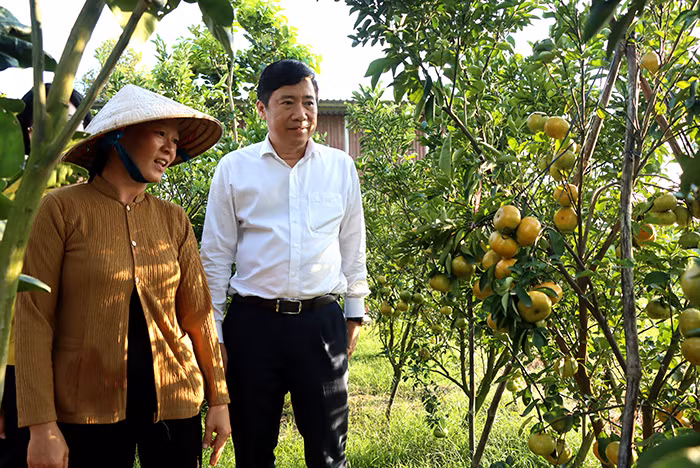 Chủ tịch UBND tỉnh Đồng Tháp thăm điểm tham quan vườn quýt hồng Linh Trang, xã Long Hậu, huyện Lai Vung