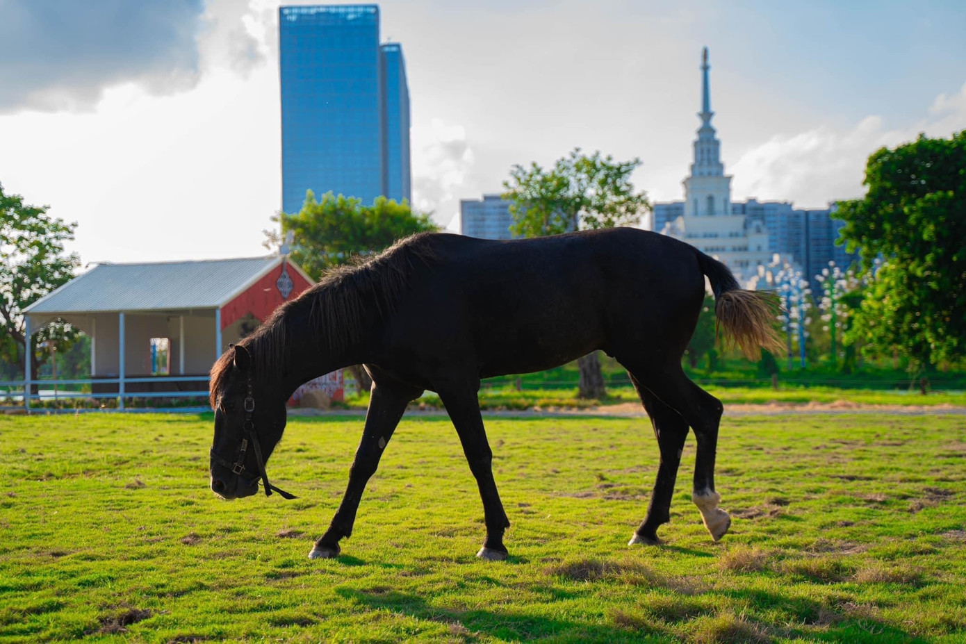 Không gian tiếp xúc với ngựa giữa Thủ đô của Vietgangz Farm tại Ocean City phía Đông Hà Nội