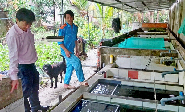 Nhờ vay được nguồn vốn lãi suất thấp, ông Phan Minh Tuấn (bên phải) đầu tư mở rộng mô hình nuôi lươn với mức thu nhập hơn 240 triệu đồng/năm