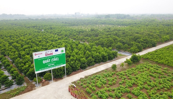 Vùng trồng quất của Công ty Nam Dược đạt tiêu chuẩn GACP-WHO tại Nam Định Vùng trồng quất của Công ty Nam Dược đạt tiêu chuẩn GACP-WHO tại Nam Định