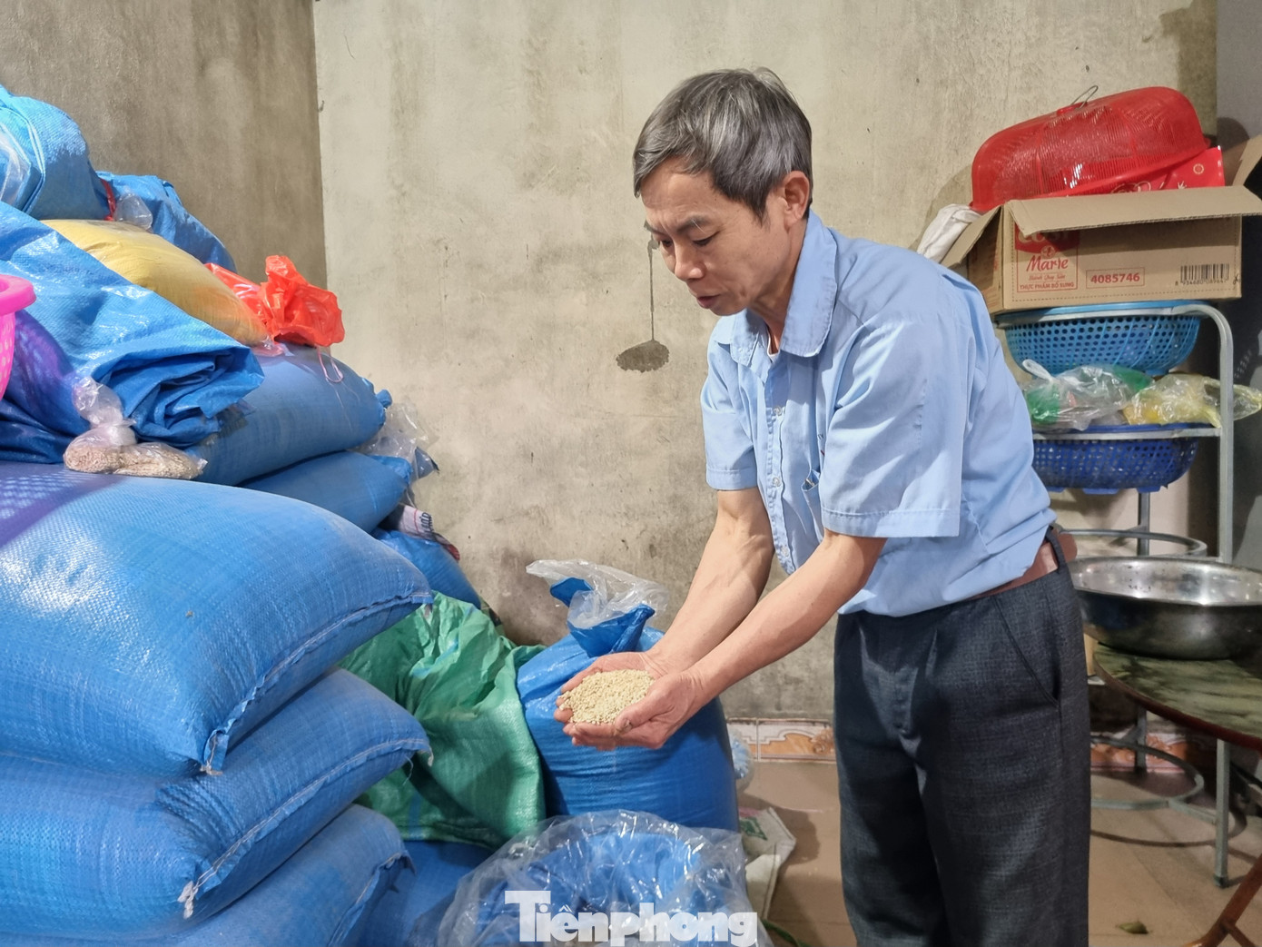 Nguyên liệu nấu rượu Phú Lộc thường là nếp cái hoa vàng, một giống lúa nếp truyền thống được gieo cấy tại các huyện Kinh Môn, Kim Thành, tỉnh Hải Dương.