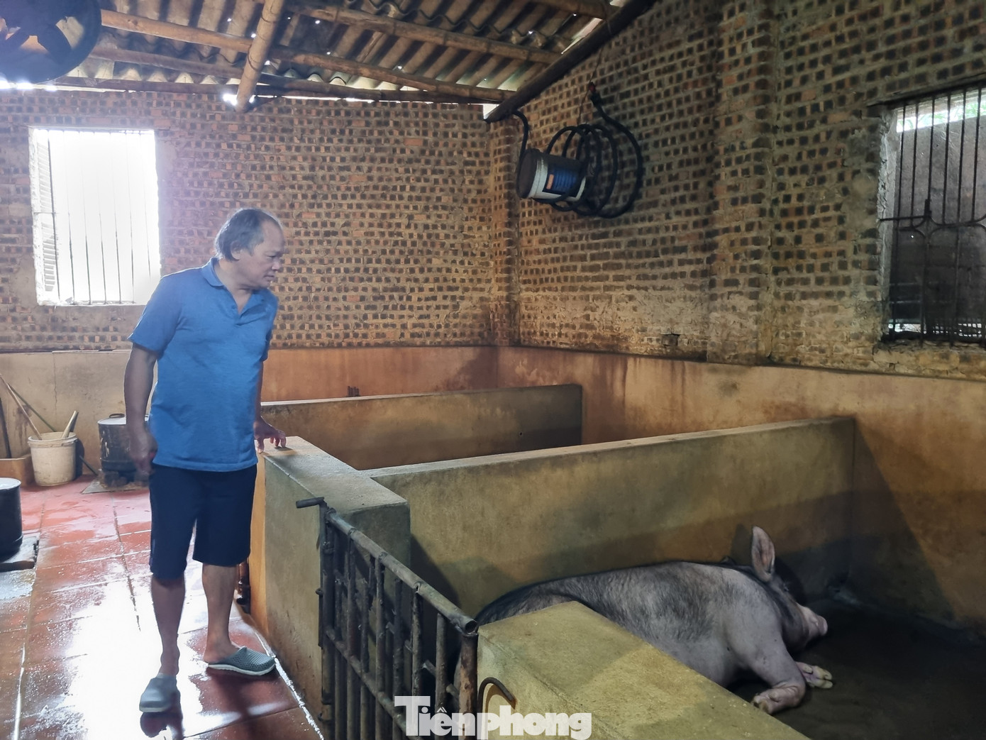 Trước năm 2019, mỗi tháng, ông nấu hơn 3 nghìn lít rượu và mỗi năm ông cung cấp ra thị trường hơn 20 nghìn lít. Nhưng đến thời điểm hiện nay, vào vụ cao điểm Tết, ông chỉ nấu 1.000 lít rượu/tháng. “Nấu rượu hiện nay không mang lại lợi nhuận mà chỉ duy trì sản xuất để lấy bỗng nuôi lợn. Nếu lợn không dịch bệnh, người dân có cuộc sống tốt. Còn không may, lợn gặp dịch thì trắng tay”, ông Thuần cho hay.