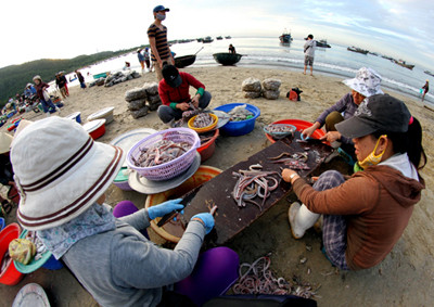 Các công đoạn chế biến sơ được thực hiện ngay tại chợ. Phải thức dậy từ lúc nửa đêm, nhưng bù lại thu nhập tương đối ổn định nên nhiều người quyết bám nghề