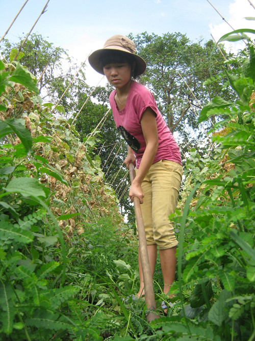 Em Mỹ Qui làm đồng gúp bố mẹ