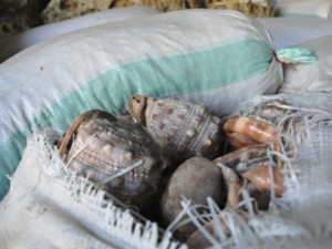 Ngà voi lậu được cất giấu vào cùng vỏ ốc nhập khẩu